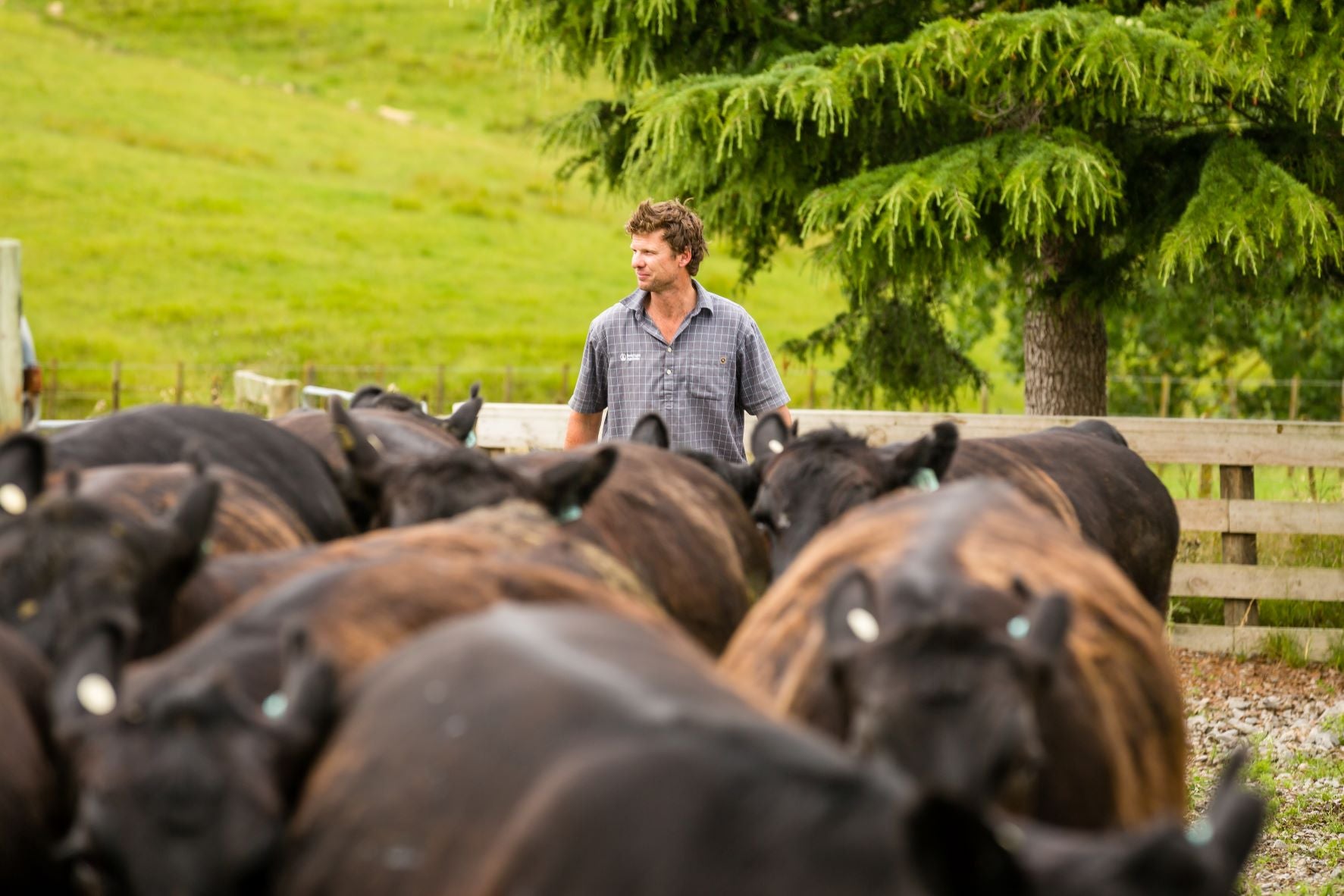The Feed | Slow farmed, low-stress cows make better beef, says boutique cattle station manager