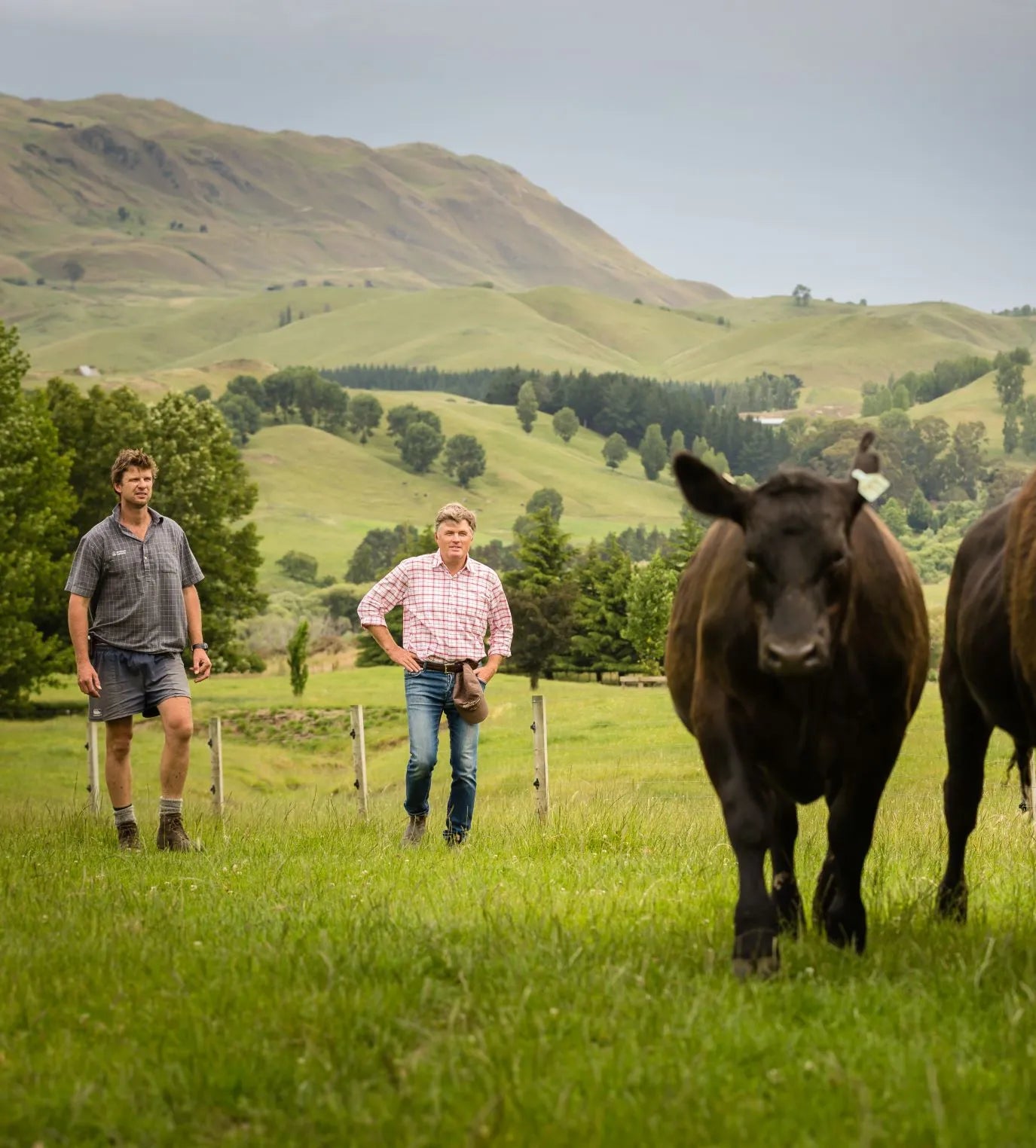 Blog | What is Matangi Angus Beef and The Benefits of Choosing It