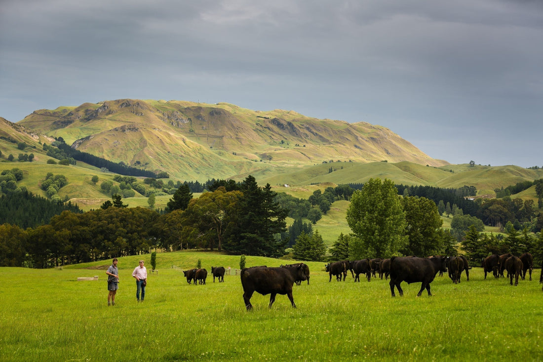 Countrywide | Launching a farm beef brand not for the faint-hearted